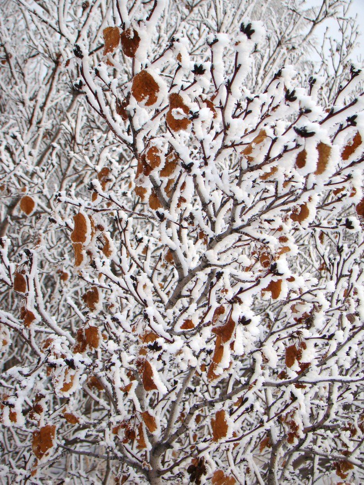 Photograph by Александр Велигура