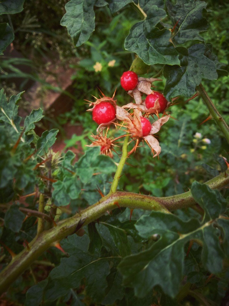 Photograph by Sona ..