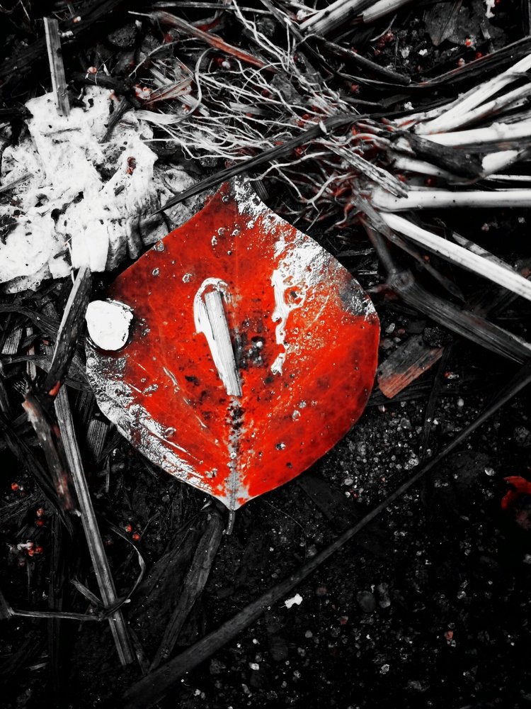 Photograph by Sona ..