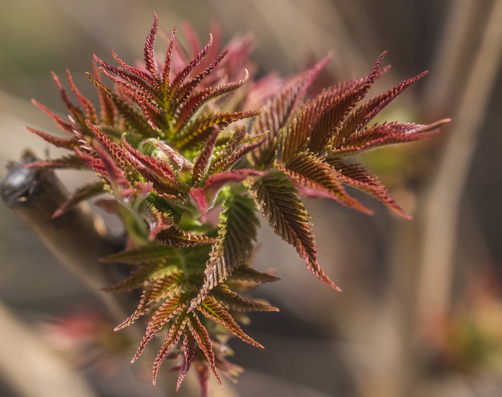 Молодые побеги.