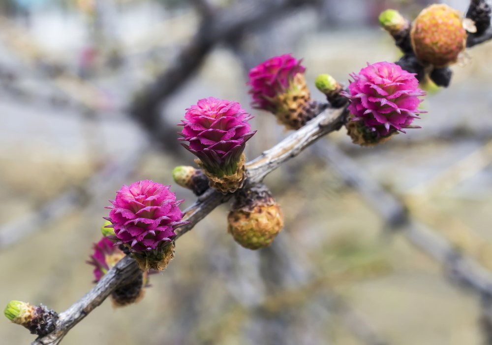 Лиственница.