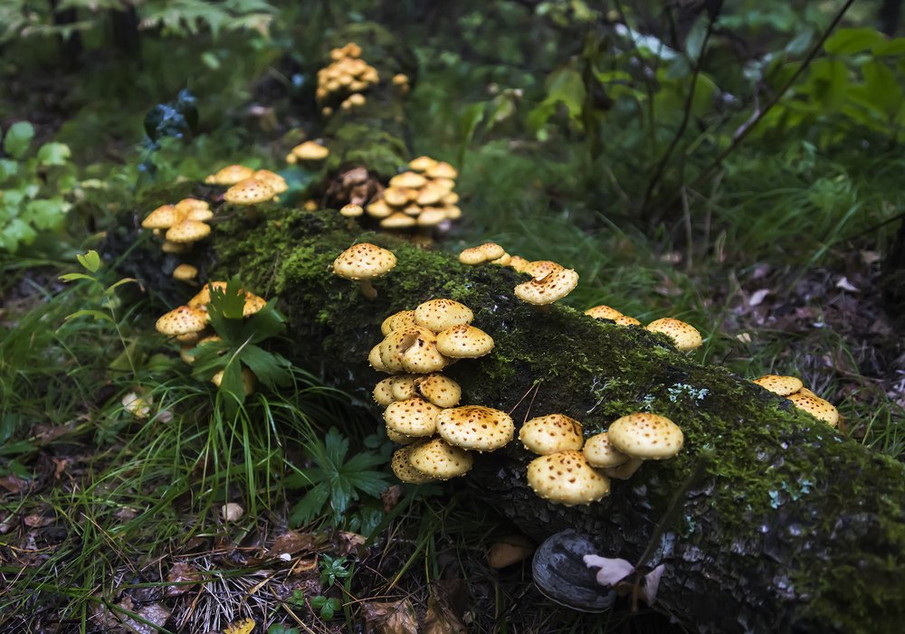 Грибы по осени считают.