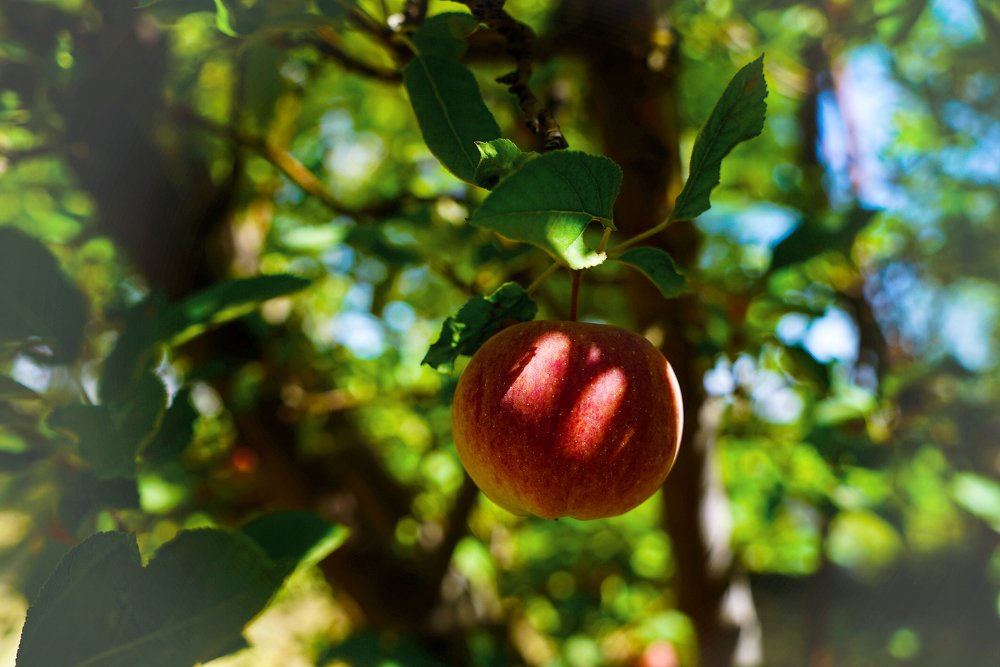 Photograph by Iraj Jabbari