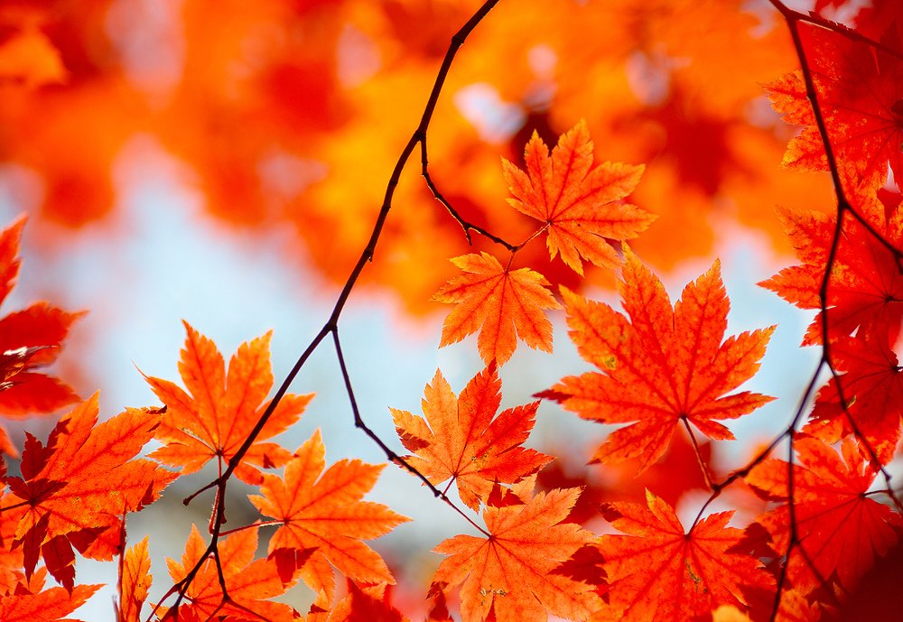 Краски осени