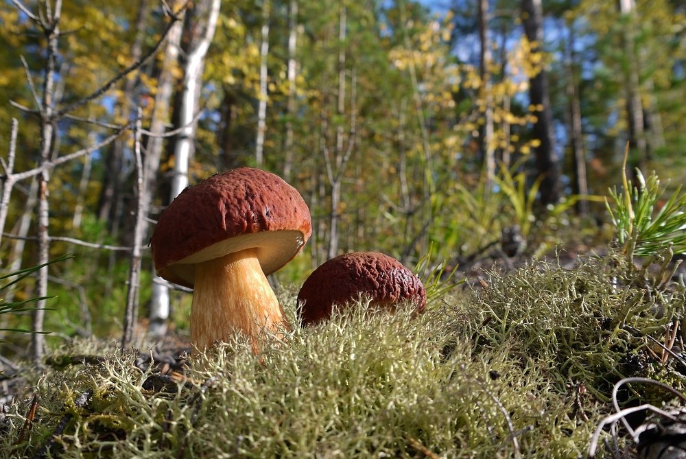 На солнечной полянке...
