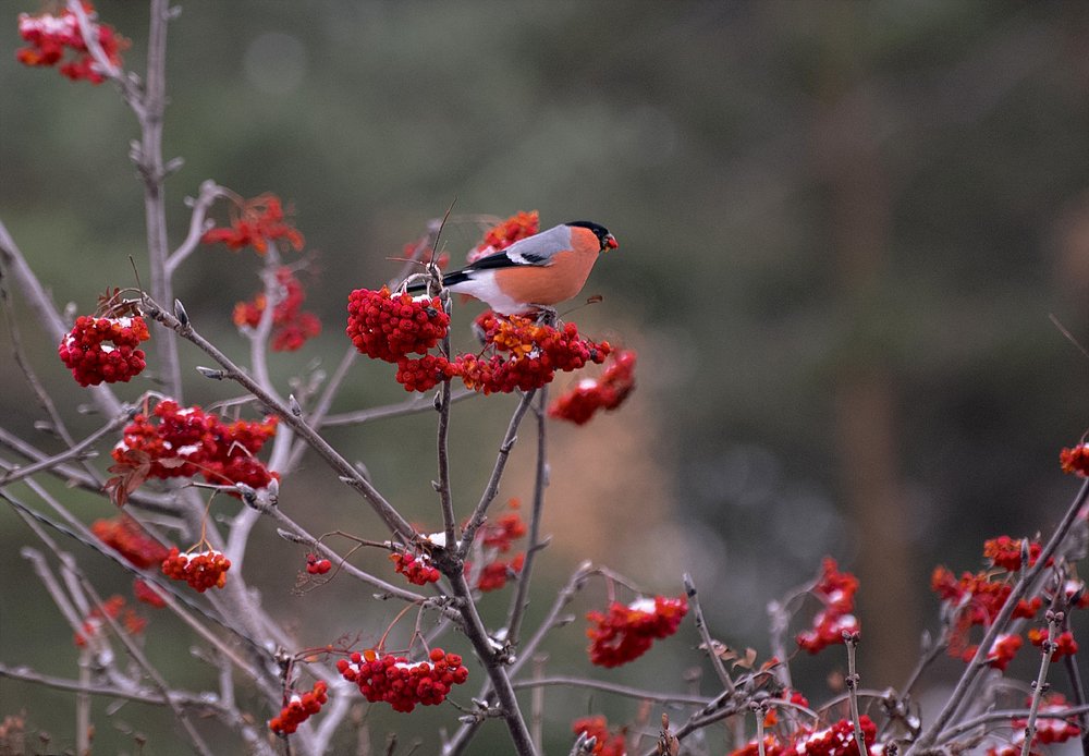 Photograph by Сергей Шварцман