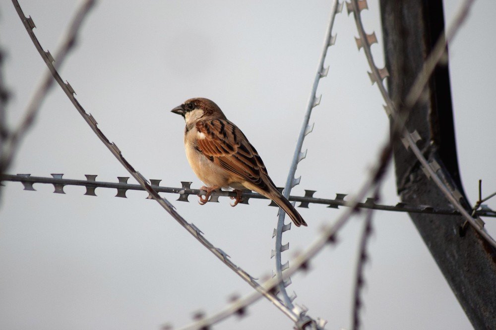Photograph by Rajeev Sinha