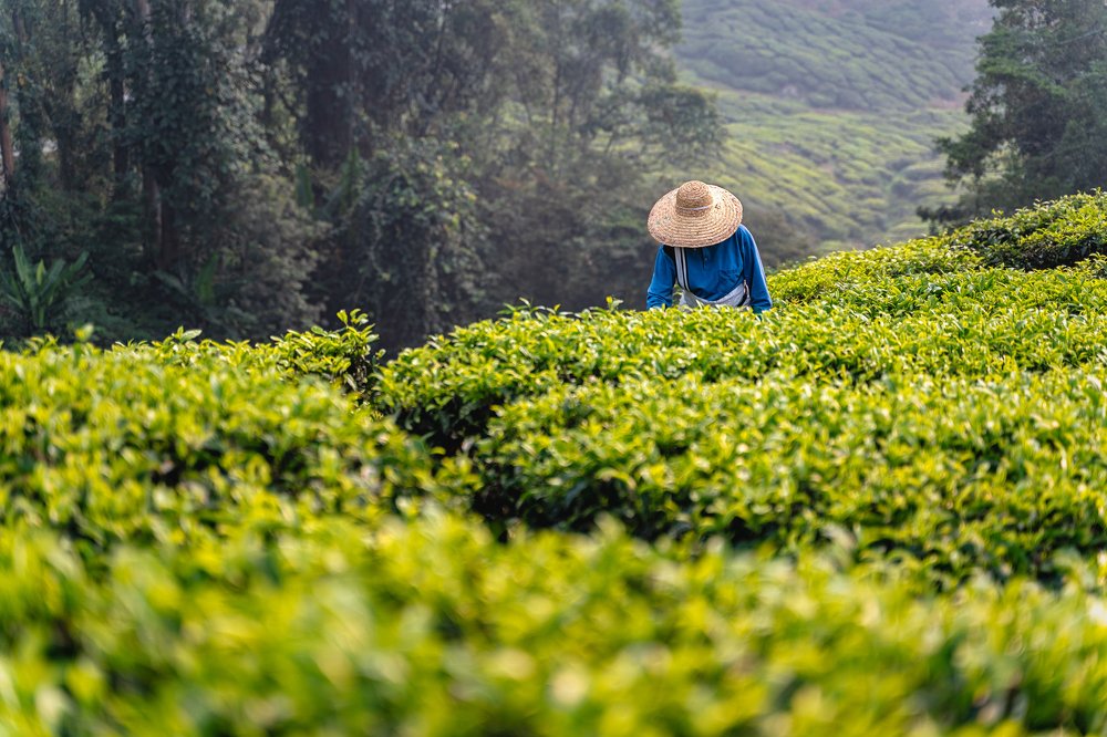 Photograph by Ying Tong Low