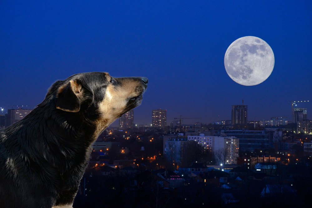 Photograph by Rimma Volchenko