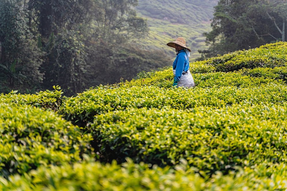 Photograph by Ying Tong Low