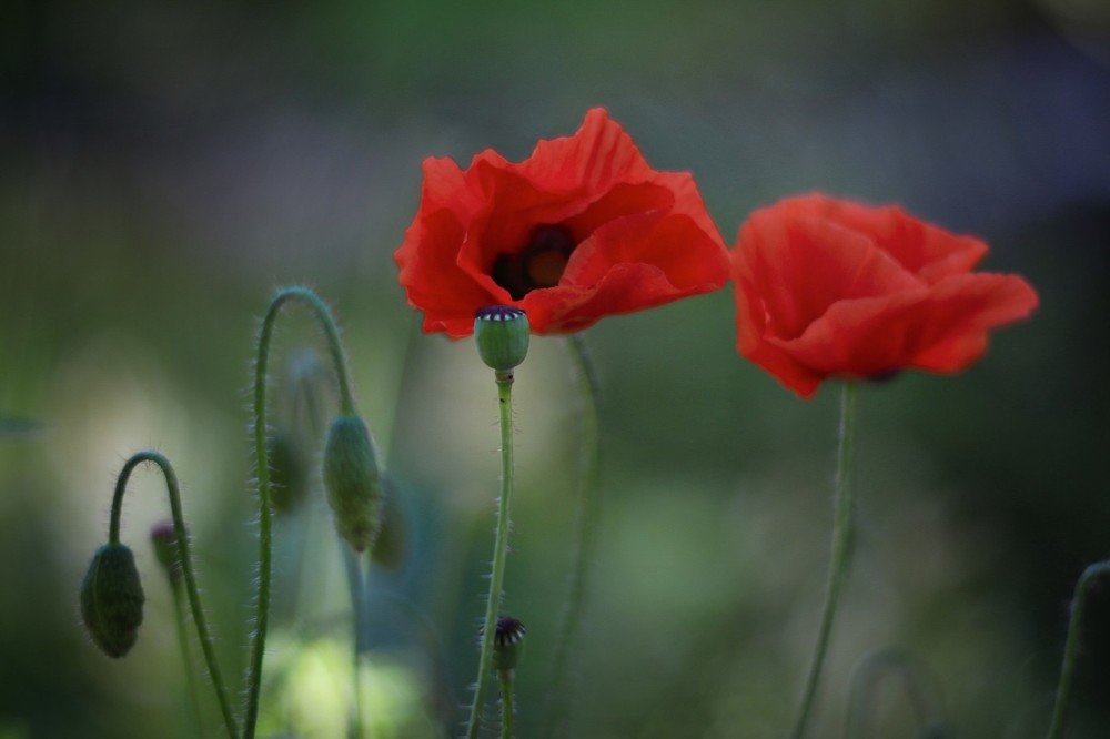 Photograph by Лариса Торопченкова