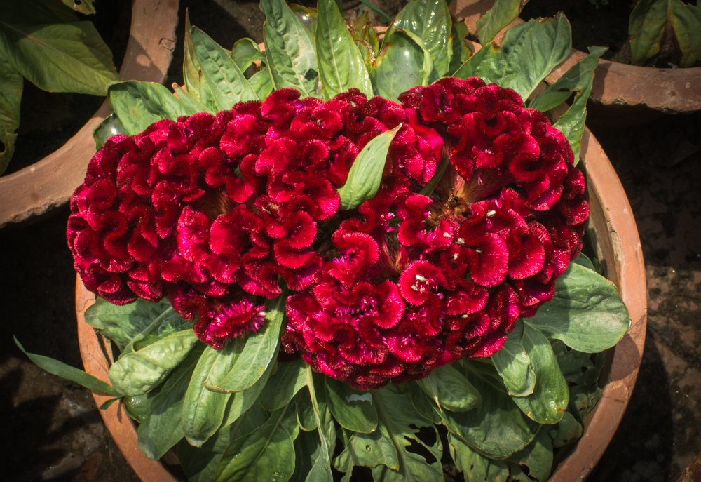 Red Flower