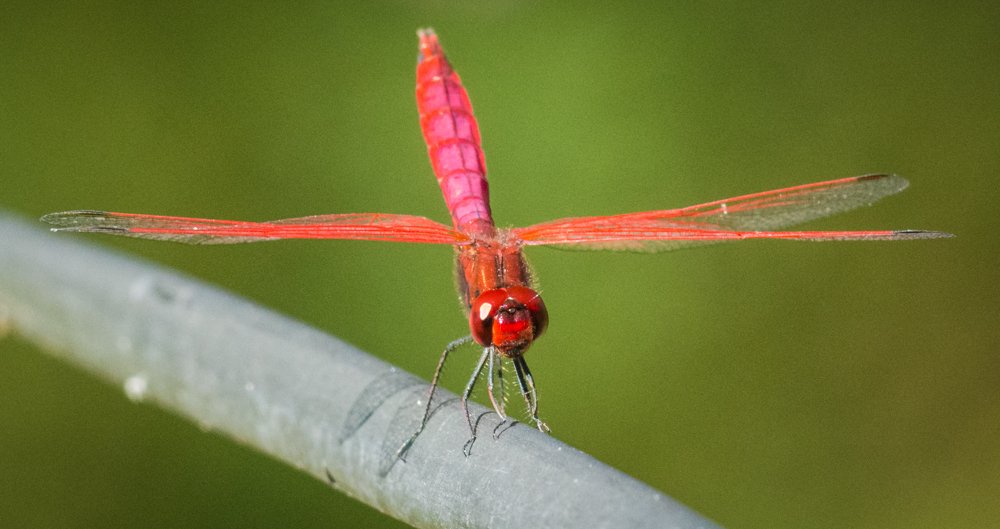 Dragon Fly on Balance