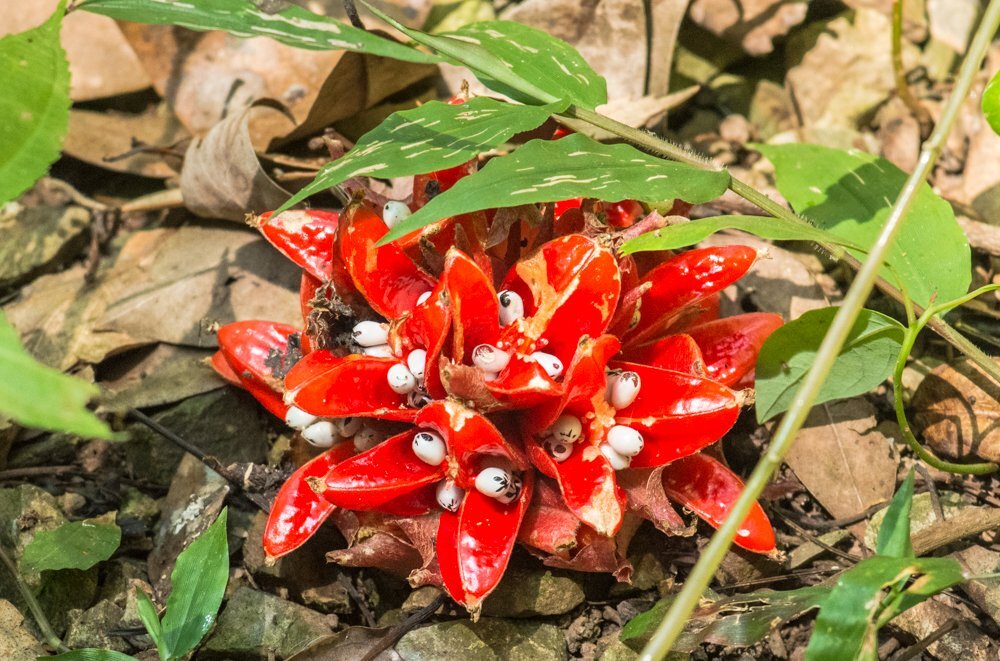 Red Growth from Jungle