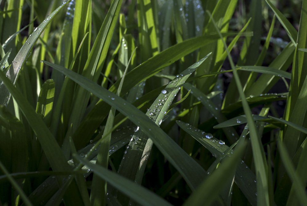 Фотография автора Светлана Дубина