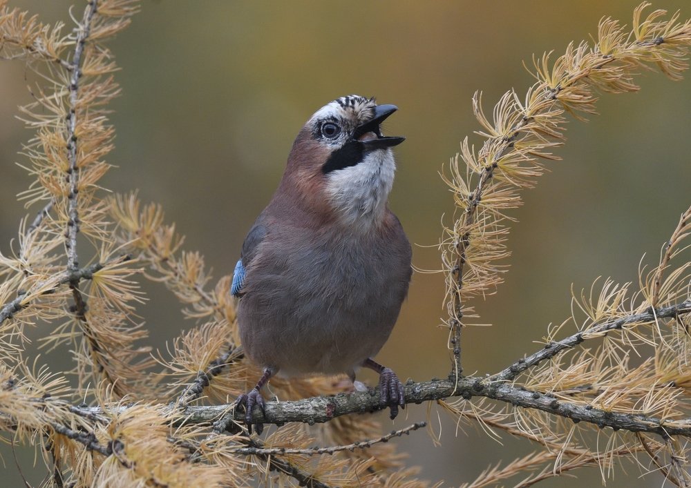 Осень наступила.