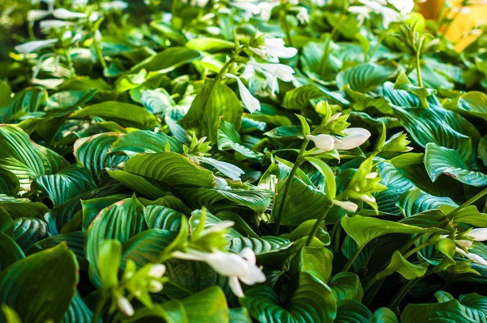 Photograph by Елена Венкова