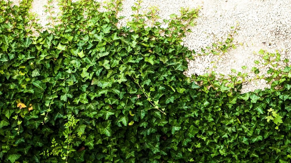 Photograph by Елена Венкова