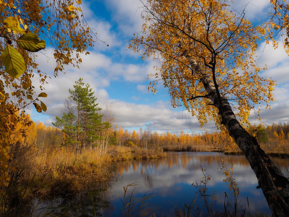 Золотая осень
