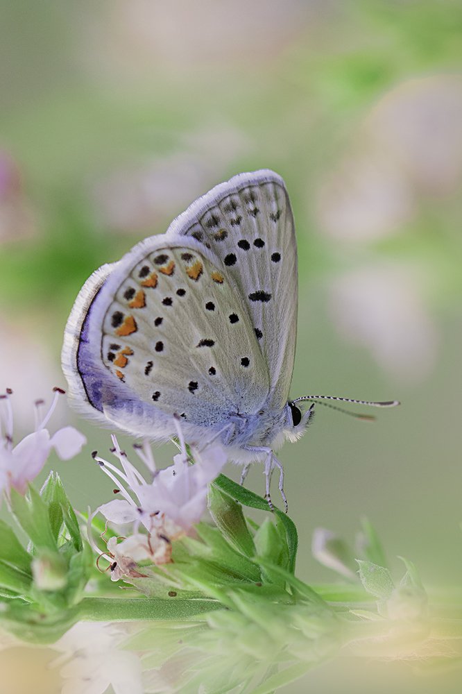 Photograph by Ramin Najafi