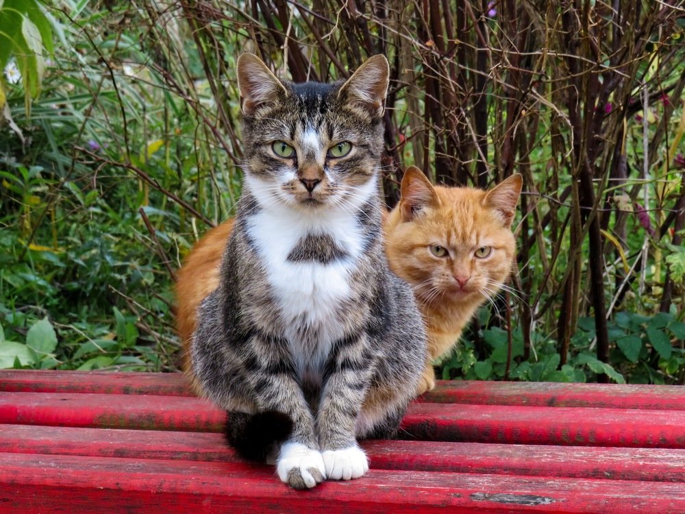 Photograph by Анастасия Романова