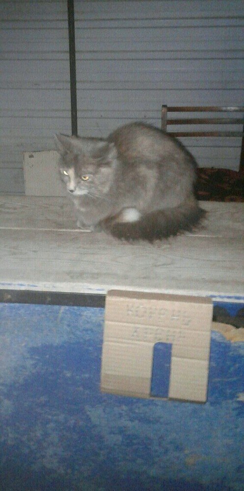 Кот на борту МКС