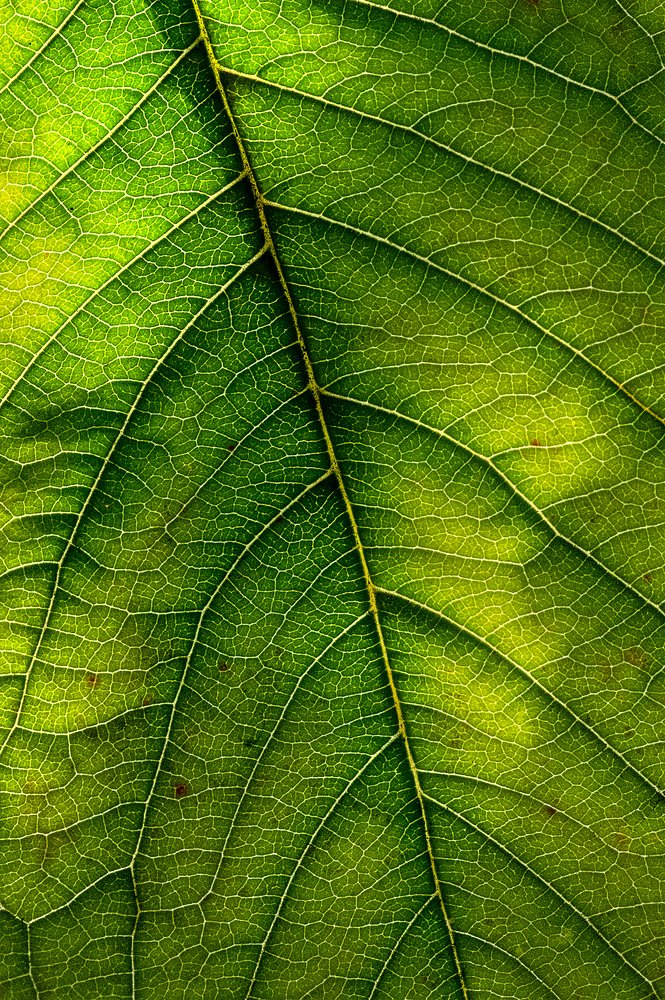 Photograph by Norbert Garaj