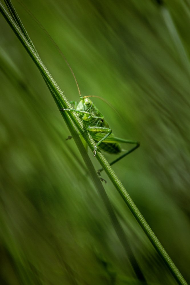 Photograph by Norbert Garaj