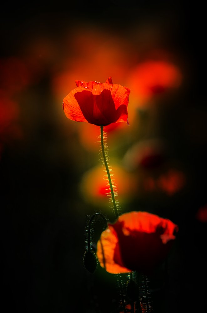 Photograph by Norbert Garaj