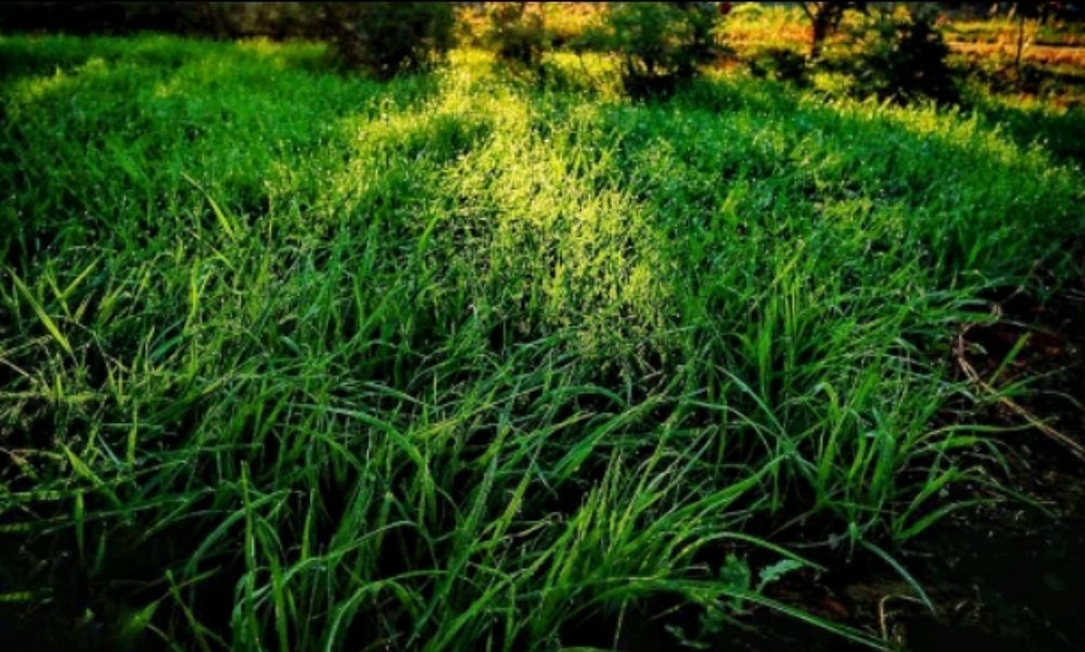 Photograph by Richa R