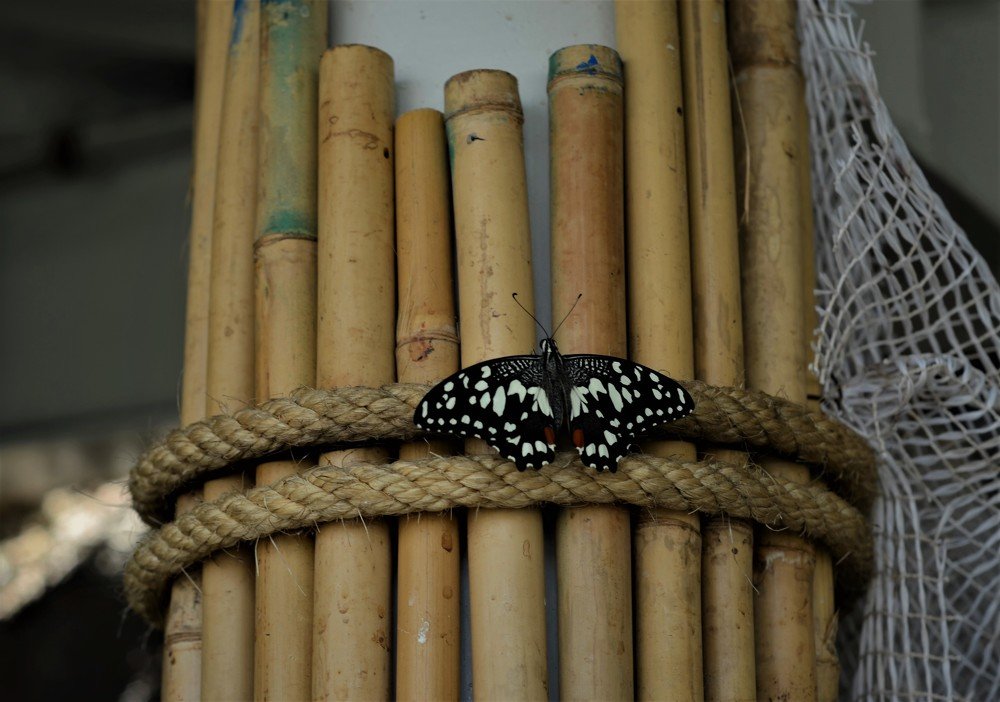 Photograph by Cahit TOLUNAY