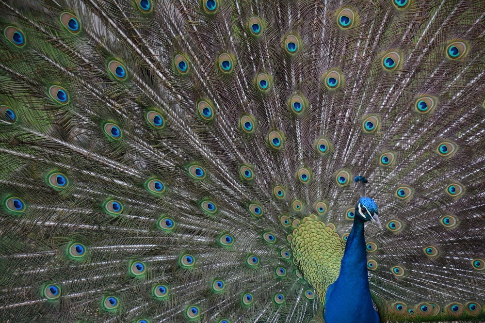 Фотография автора Bachir Badaoui