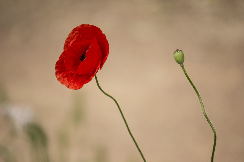 Фотография автора Марина Иванова