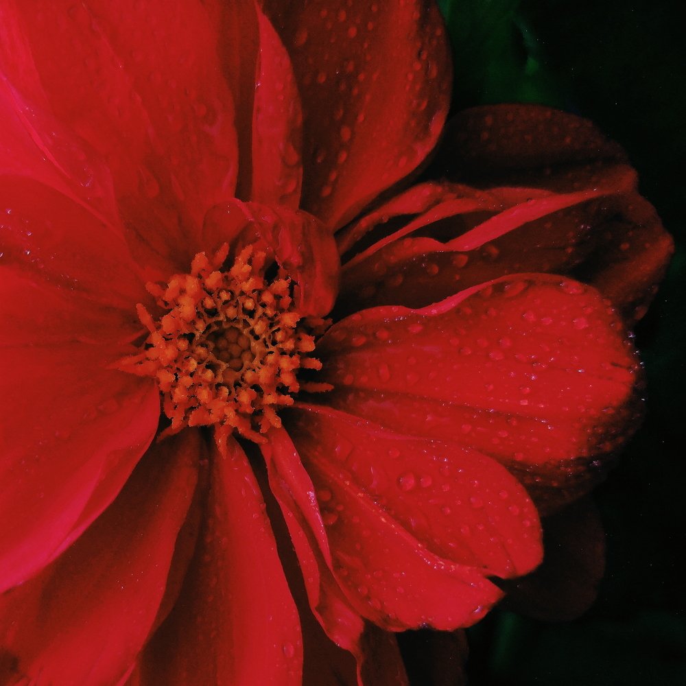 Photograph by Анастасия Куцубей