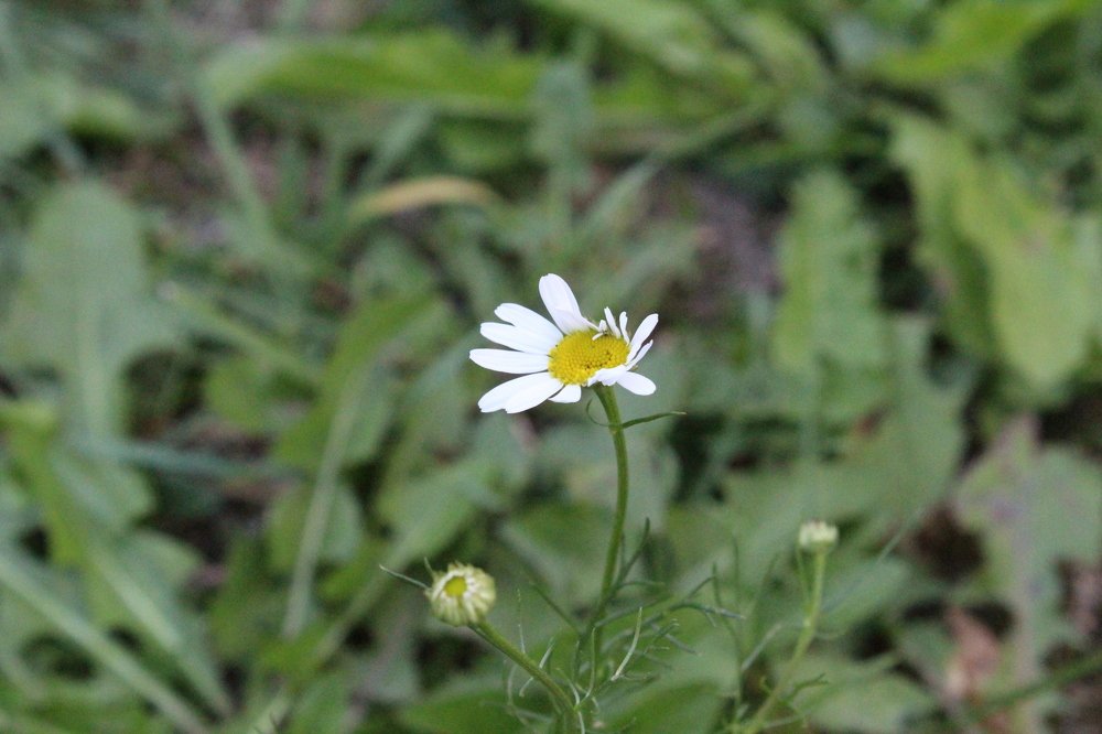 Photograph by Кристина Шоба