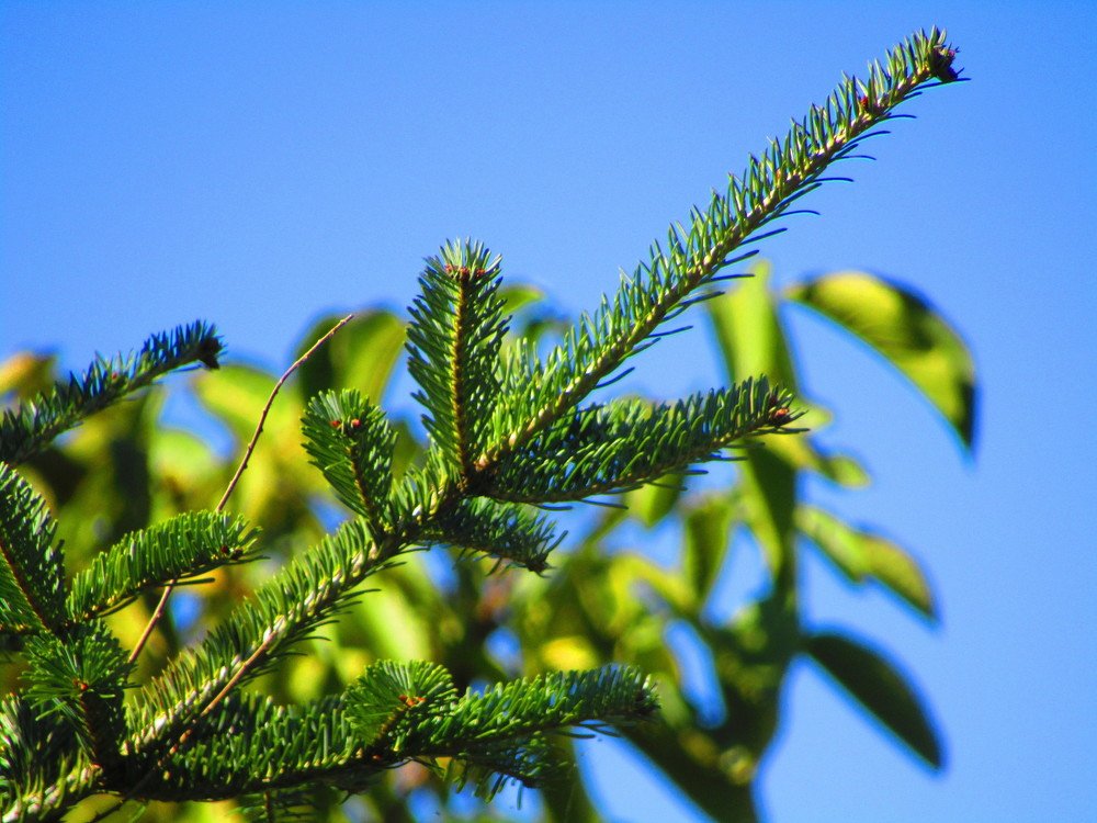 Photograph by Darko Milojevic