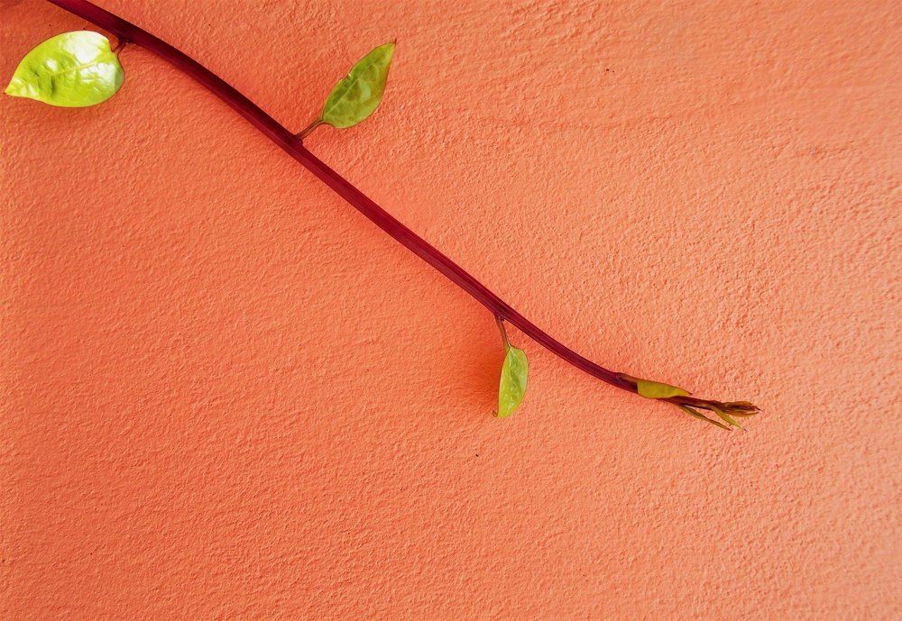 Photograph by Dhrubo Soumyak Saha