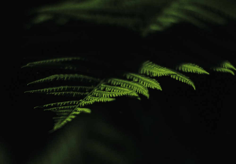 Photograph by Екатерина Орачевская