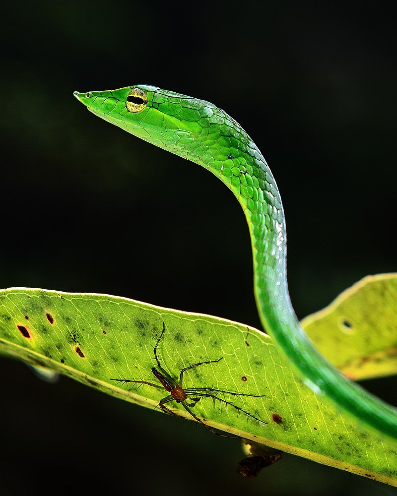 Фотография автора Vishnu Gopal