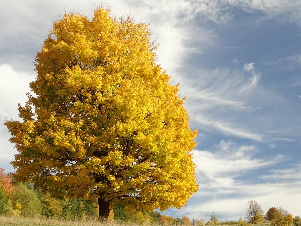 Фотография автора Remus Lucescu