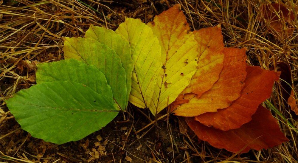 Фотография автора Remus Lucescu
