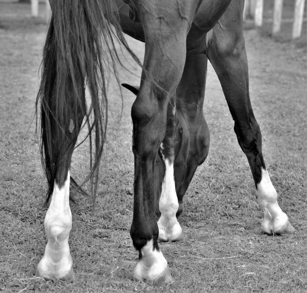 Photograph by Rosângela Verdi