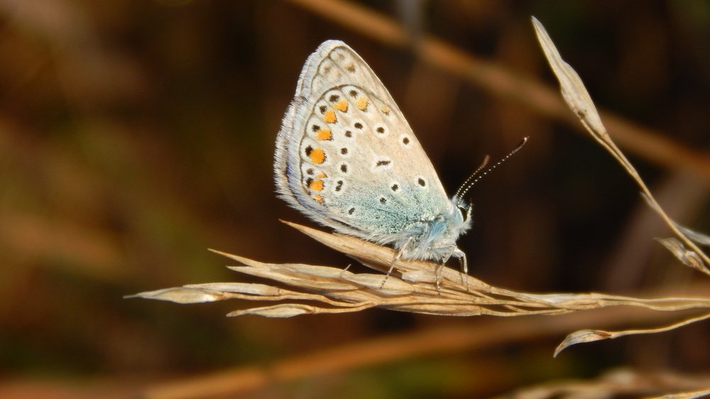 Photograph by Алена