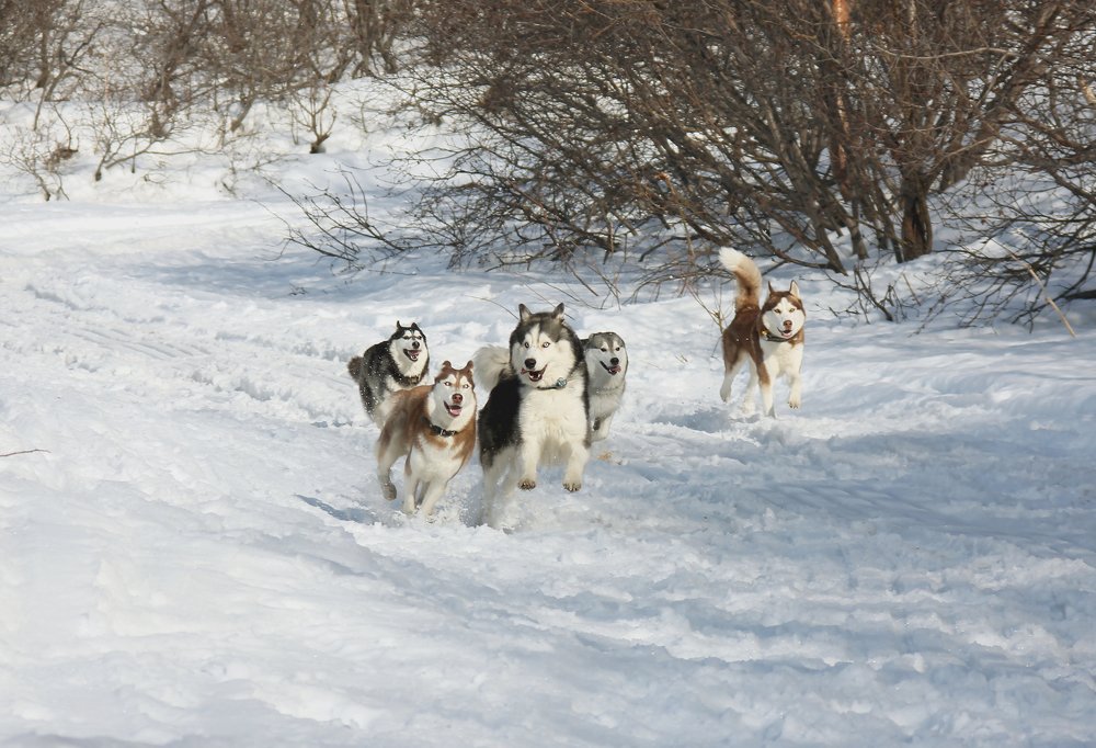 Фотография автора Дмитрий Морозов