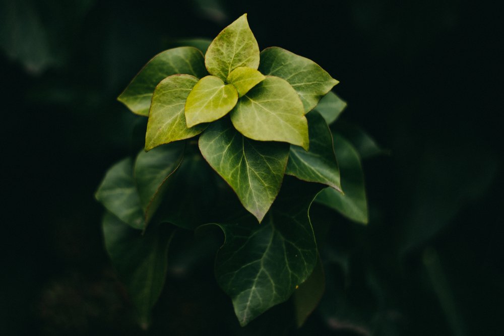 Photograph by Irena Raduga