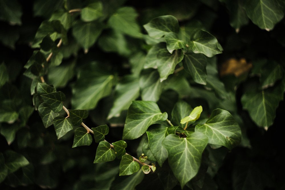 Photograph by Irena Raduga