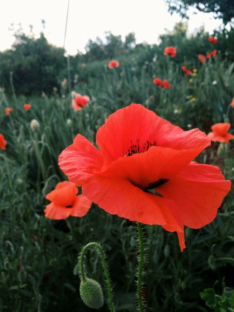 Photograph by Полина Попова
