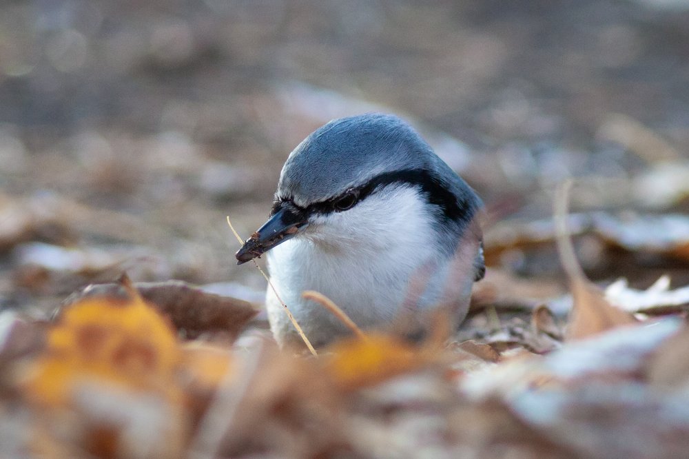 Photograph by Alexander Varakosov