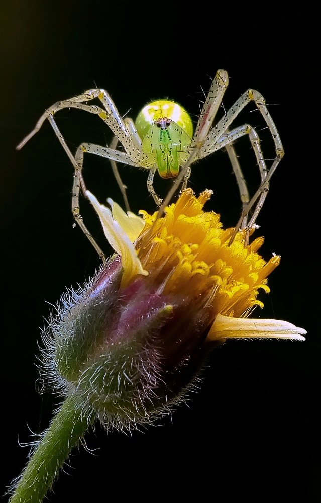 Green lynx spider and flower