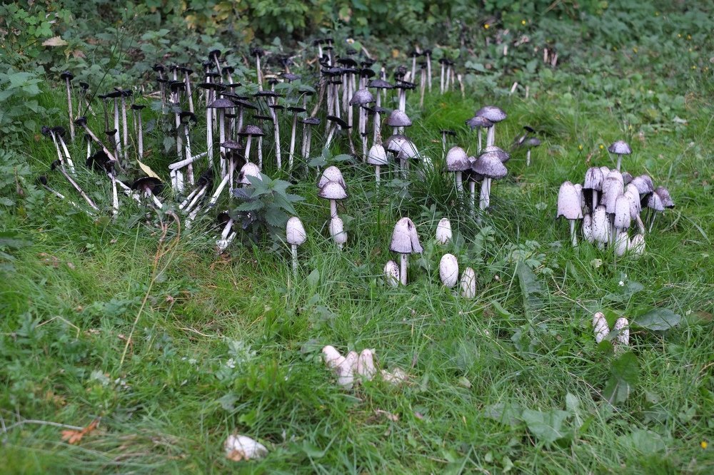 Photograph by Михаил Чепкасов